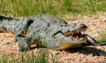 Crocodile nile